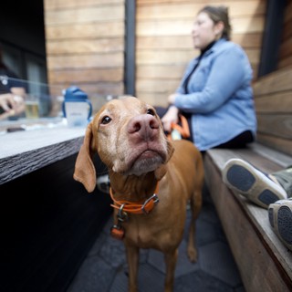 Curious Dog Looking Up in Modern Cafe