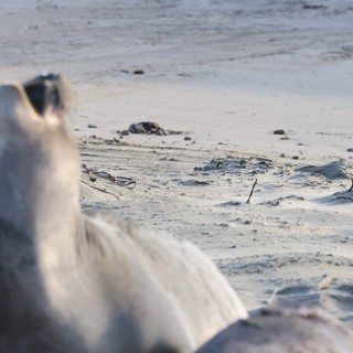 Elephant Seal Pup Howling at Drakes Beach