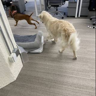 Canine in the Workplace