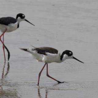 Wading Companions