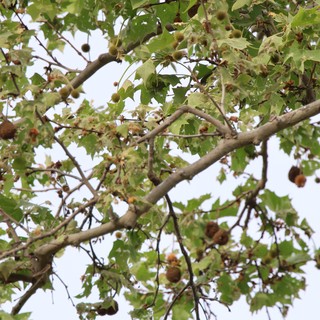 Sycamore Tree with Seed Balls and Spring Foliage