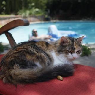 Feline Chill by the Pool