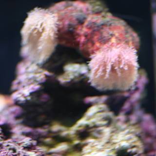 Pink Sea Anemone in an Aquarium