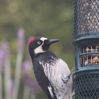 Acorn Woodpecker Visits Backyard Bird Feeder