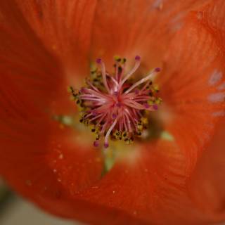 Orange Geranium in Full Bloom
