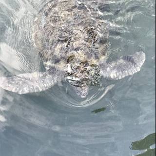 Turtle Saying Hello