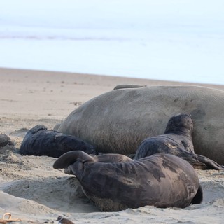 Elephant Seal Family Resting on Drakes Beach