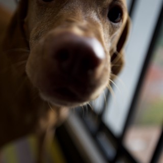 Curious Beagle's Extreme Close-Up Portrait