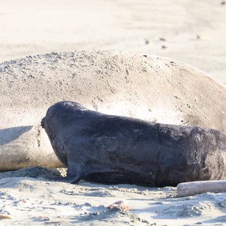 Elephant Seal Resting on Sandy Beach Shore