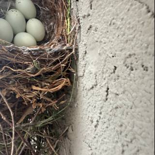 Nature's Cradle