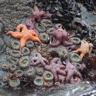Vibrant Starfish and Anemones at Pacific Tide Pool