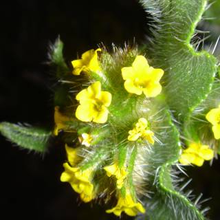 Yellow Flowering Plant in Close Up