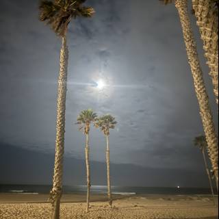 Moonlit Serenity by the Shore