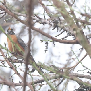American Robin Singing in Bare Winter Branches