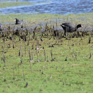 American Coots Foraging in Wetland Marsh Habitat
