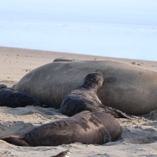 Elephant Seal Mother and Pups Resting on Beach