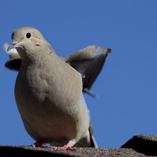 Mourning Dove Perched Against Clear Blue Sky