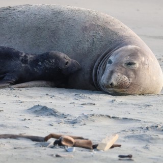 Mother and Pup Elephant Seal Resting on Sandy Beach