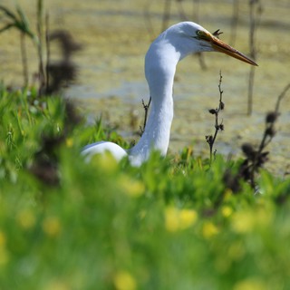 Great Egret Wading Through Spring Wetland Grasses