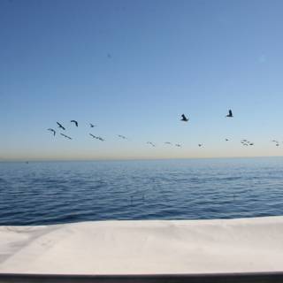 Flock of Birds Soaring over the Sparkling Ocean