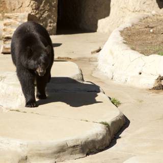 Black Bear Encounter at SF Zoo, 2023