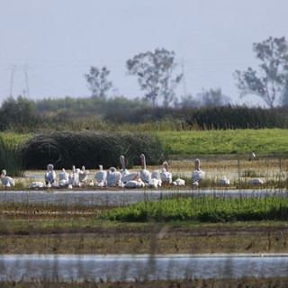 Flock of White Pelicans Resting in Wetland Waters