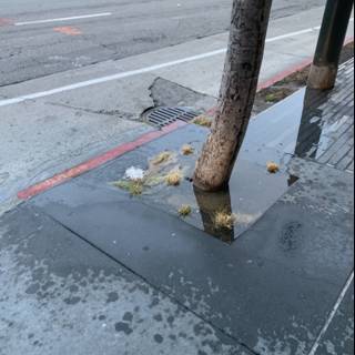 Leaning Tree Along the Sidewalk