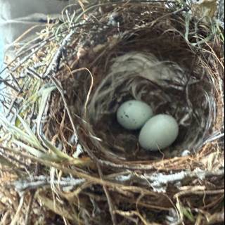 New Beginnings in a Nest
