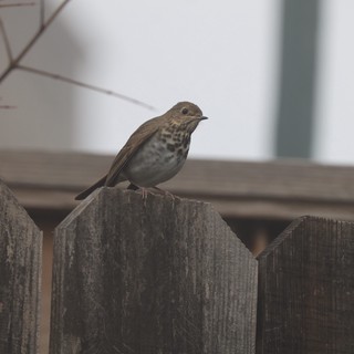 Hermit Thrush Perched on Weathered Wooden Fence
