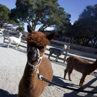 Llamas in the Valley Sun