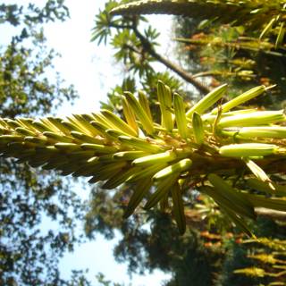 The Green Conifer Plant