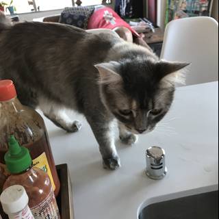 Kitchen Cat