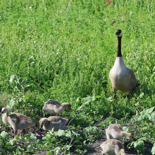Canada Goose Family Foraging in Green Wetland Grassland