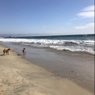 Two Canine Companions Strolling by the Pacific Ocean