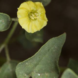 Lone Yellow Flower