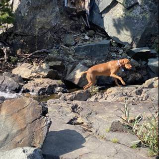 Canine Explorer in the Wilderness