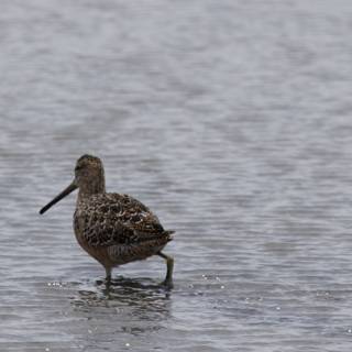 Serene Stroll in the Shallows