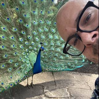 The Man and the Magnificent Peacock