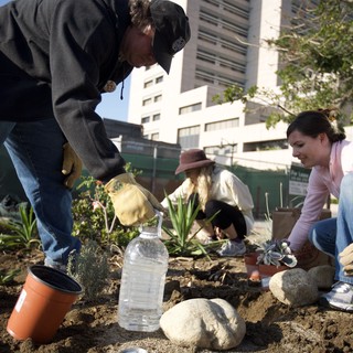 guerrilla-gardening
