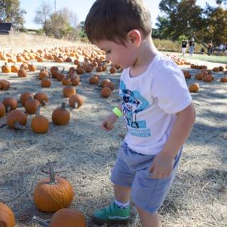 Pumpkin Patch Exploration