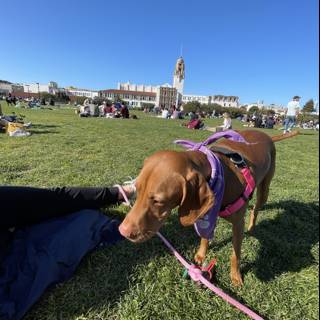 A Day at Mission Dolores Park with a Furry Companion