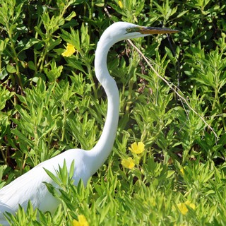 Great Egret Gathering Nesting Material in Spring Wetlands