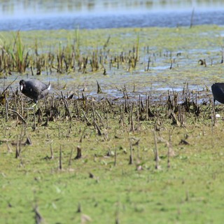 American Coots Foraging in Flooded Wetland Grassland