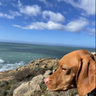 Pensive Vizsla Takes in the View at Jenner Coast