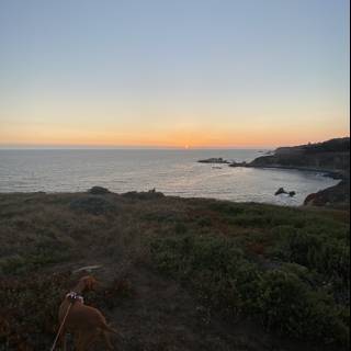 Canine Scouting at Sunset