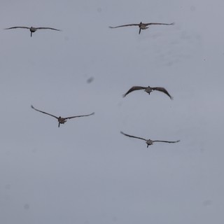 Flock of Large Birds Soaring Through Overcast Sky