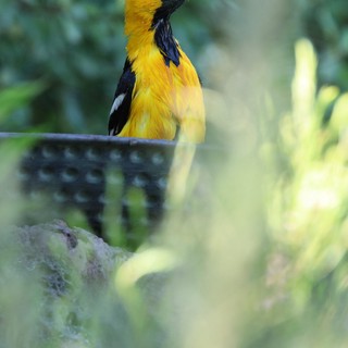 Hooded Oriole Perched Among Garden Foliage