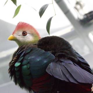 Vibrant Plumage Perch