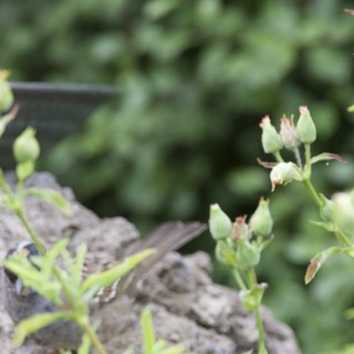 Delicate Buds on Weathered Wood in Garden