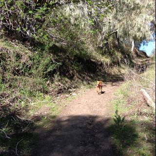 Canine Walk in the Wilderness